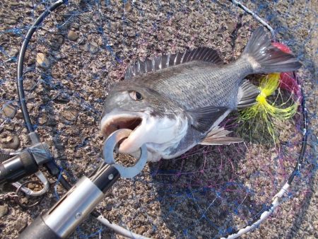 和歌山市某所で落とし込み　真チヌ４3ｃｍ以…