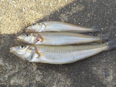 キスゲーム・アジング