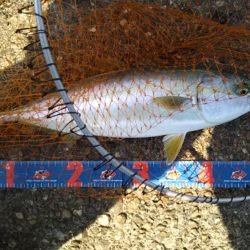 ショアジギングでハマチ