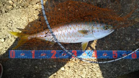 ショアジギングでハマチ