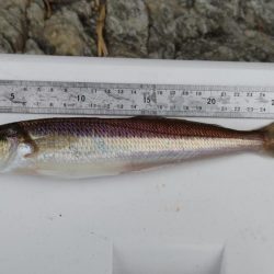 鯉川でのキス釣り