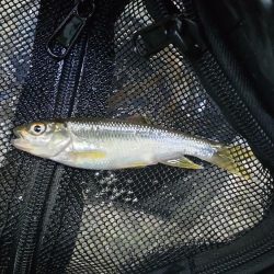 チャビングスタート！