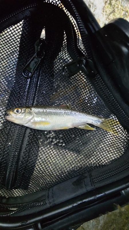 チャビングスタート！