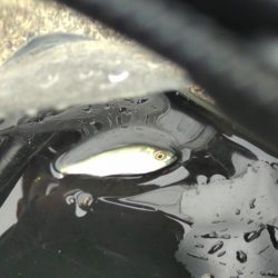 稚鮎は来ず、チーバス？