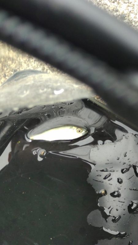 稚鮎は来ず、チーバス？