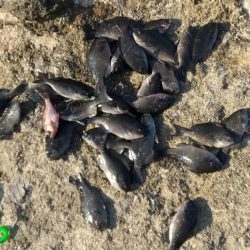 久々のグレ大漁です。