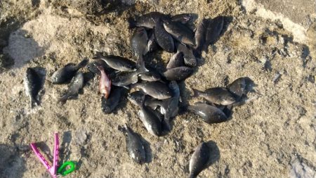 久々のグレ大漁です。