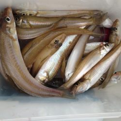 鯉川でのキス釣り