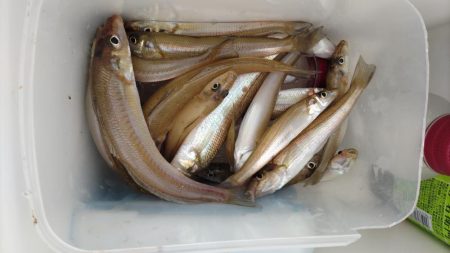 鯉川でのキス釣り