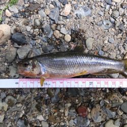 ナイスサイズのカワムツ！