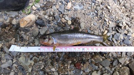 ナイスサイズのカワムツ！