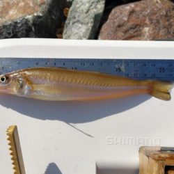 由良川でキス釣り