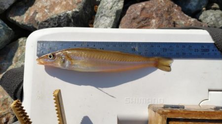 由良川でキス釣り