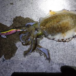 春のアオリイカ