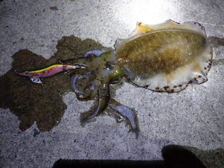 春のアオリイカ