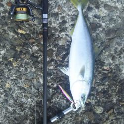 エソ祭りからのハマチ!