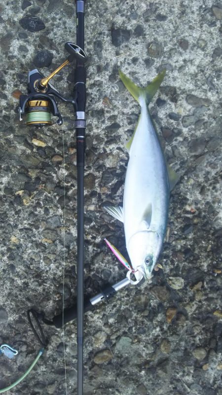 エソ祭りからのハマチ!