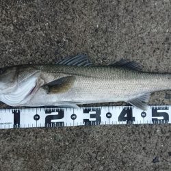 青物狙いで…ナブラ大発生も…