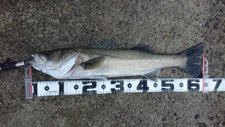 青物狙いで…ナブラ大発生も…