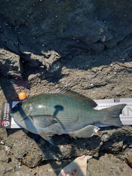 クロ釣り(五島列島)