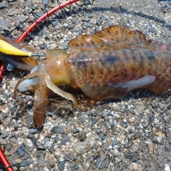 春イカエギング