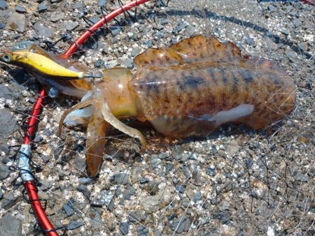 春イカエギング