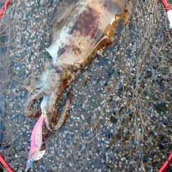 アオリイカエギング好調