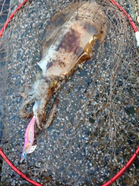 アオリイカエギング好調