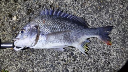 ガシリングのキビレ