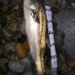 ホタルイカパターン