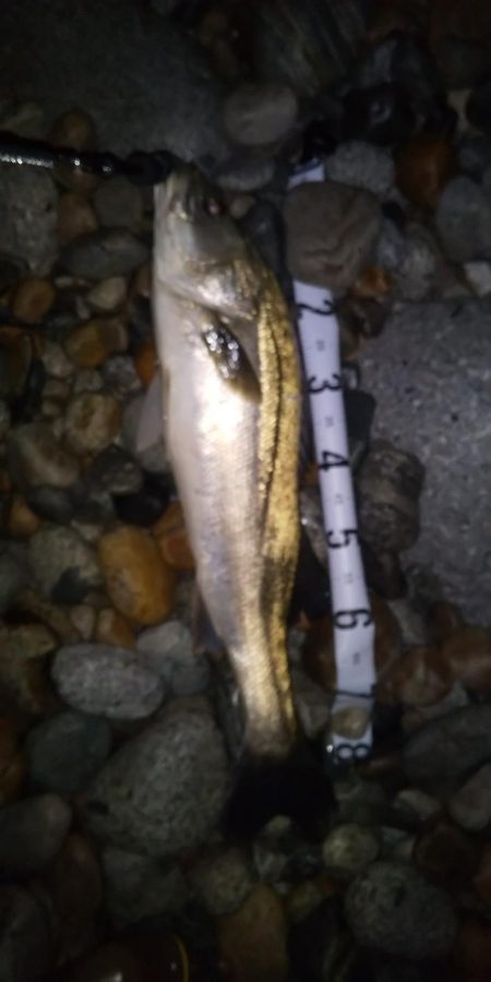 ホタルイカパターン