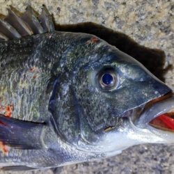 ガシラからのおチヌ様