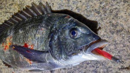 ガシラからのおチヌ様