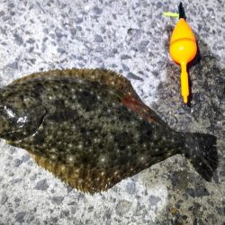 うっかりヒラメが釣れました!