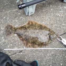 カレイって本当にいたんだ