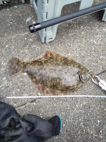 カレイって本当にいたんだ