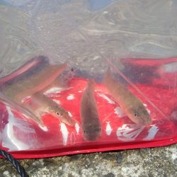 今夜はキスの天ぷら