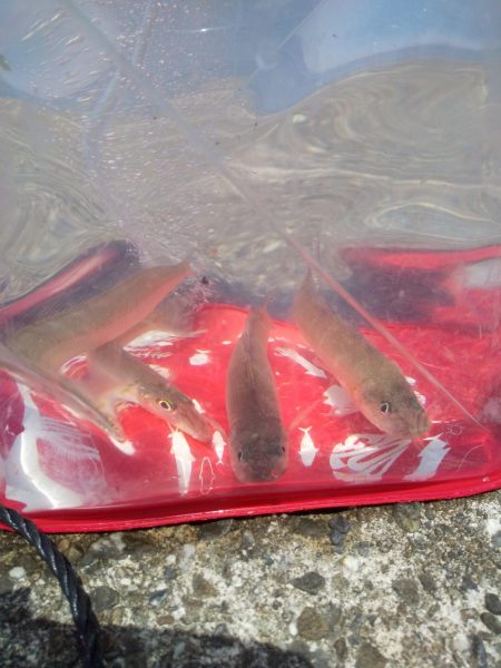 今夜はキスの天ぷら