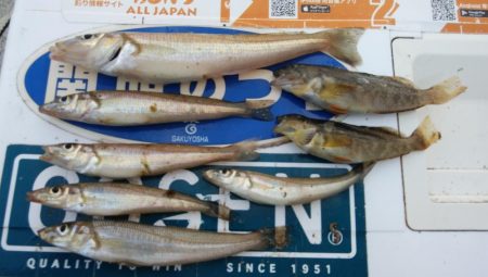 やっと近場のキスの活性が上がり始めました