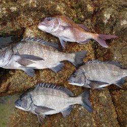 やっと釣れた年無し！