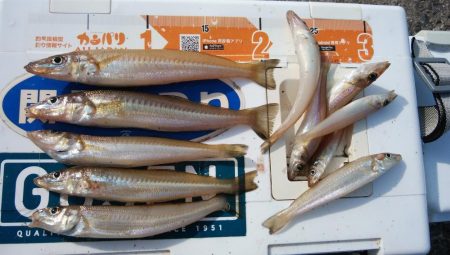 播磨新島のキスが釣れ始めました