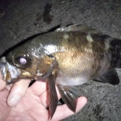 メバル活性高し