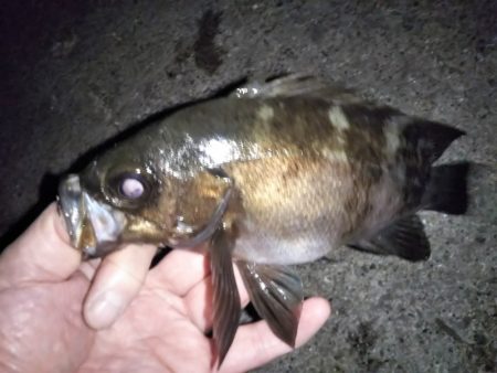 メバル活性高し