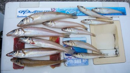 播磨新島のキス釣査