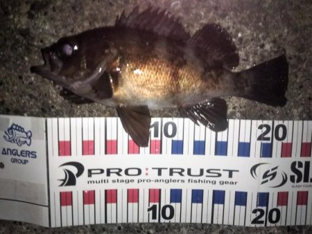 メバル良型4連発