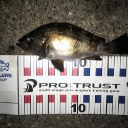 潮止まりのタイミングで連発