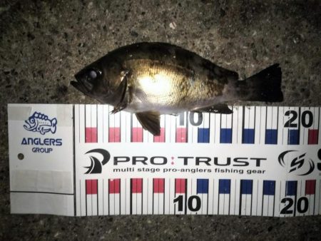 潮止まりのタイミングで連発