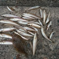 小型キスが沢山釣れました