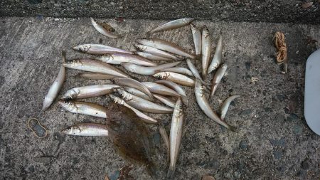 小型キスが沢山釣れました