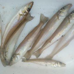 良型キスが釣れません